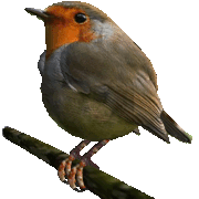 robin