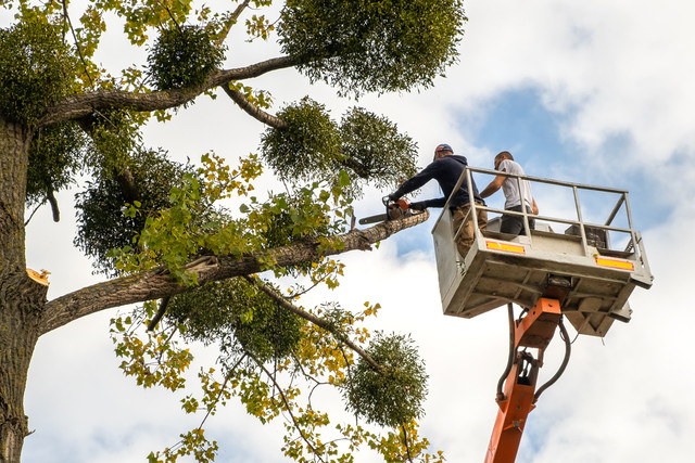 professional tree removal service Double Oak TX arborist