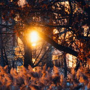 IPB Image