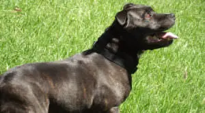 Boost Your Staffordshire Bull Terrier's Skin and Coat Health