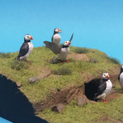 2025 Puffins PF