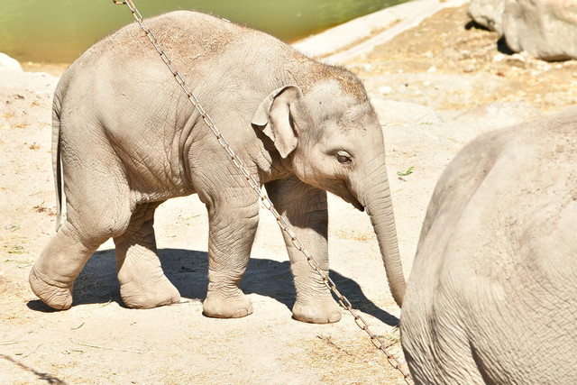 Elephants at Copenhagen Zoo