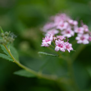 DSC03904 копия