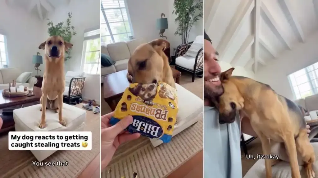 Rescue Dog Caught Stealing