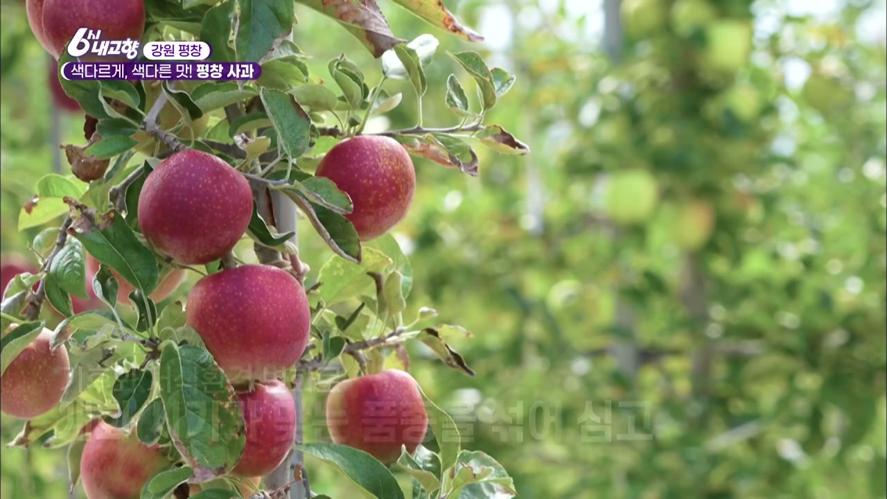 6시내고향 평창 사과 추가 캡처 1