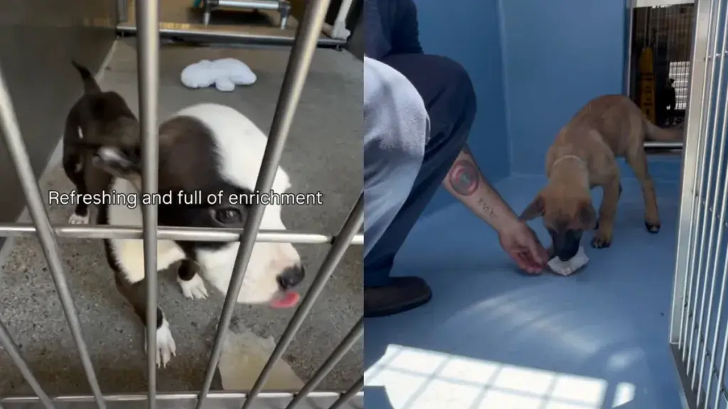 Shelter Dogs Delight in Unexpected Frozen Treats on a Warm Day