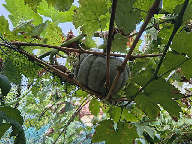 pumpkin.jpg