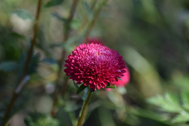 DSC 0072.jpg