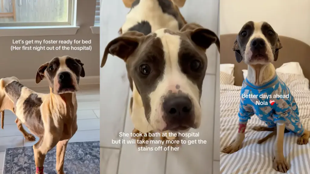 Foster Dog's First Night Home a Heartwarming Recovery