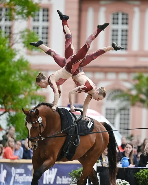 EQUINE VOLTIS77