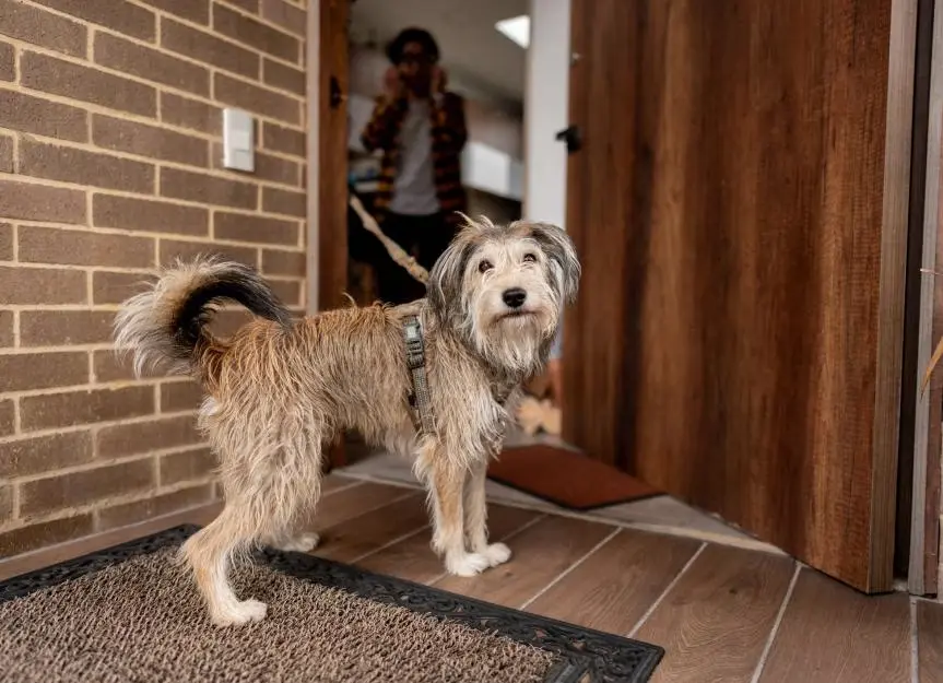 Choosing the Right Environment for Overnight Pet Care