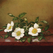Cherokee-Roses-on-a-Shiney-Table