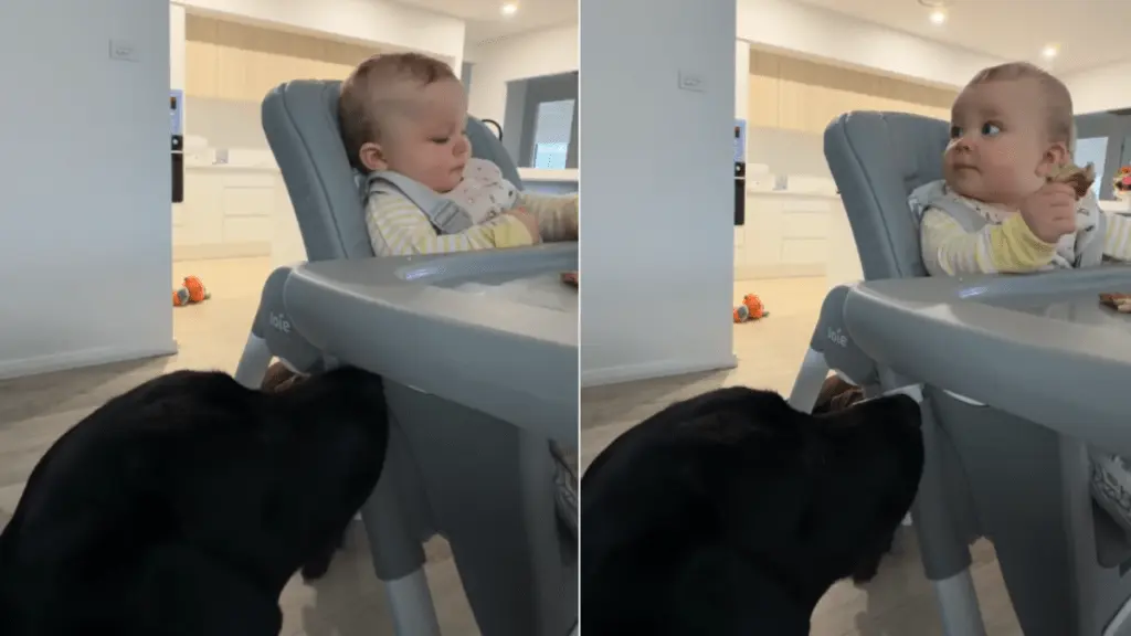 Toddler and Dog Team Up for Snack Heist
