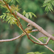 P5232864.jpg