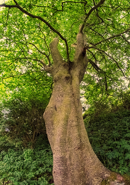 E1SR9277.jpg