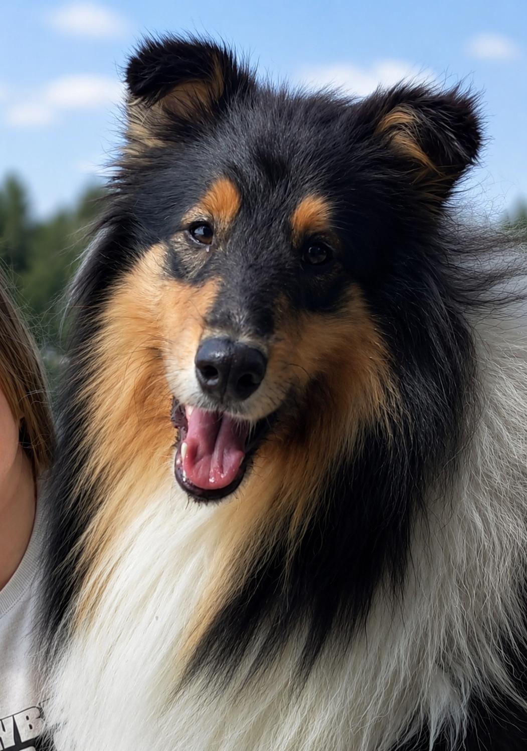 Pitk&auml;karvainen collie, Awapik`s Into The Mystic
