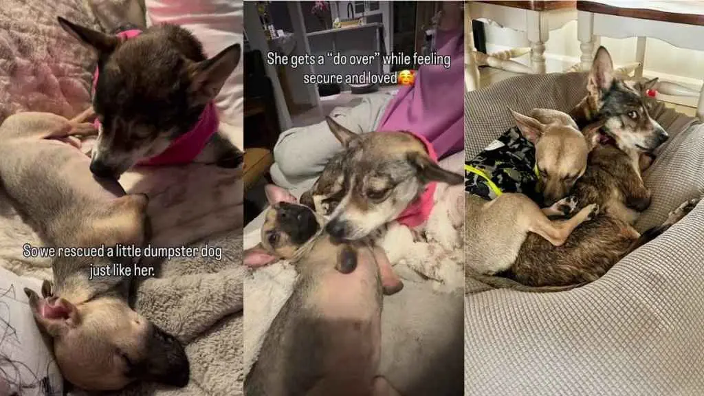 Elderly Dog Takes in Abandoned Puppy