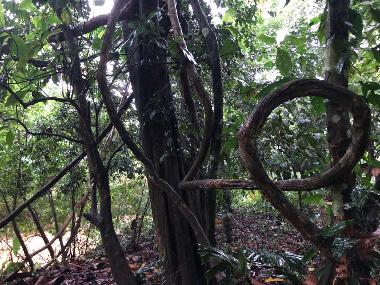 Selva