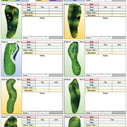 Ballers Arena (Back 9) Tournament Notes Sheet Single