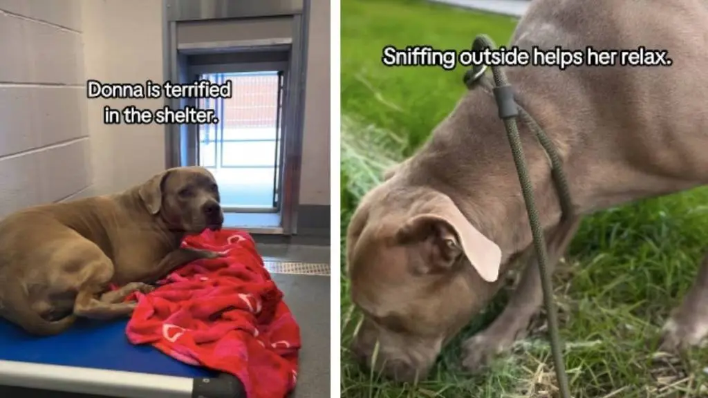 Frightened Shelter Dog Seeks Forever Home