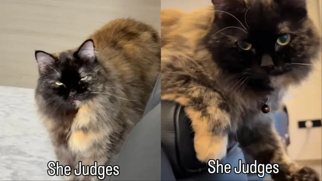 Cat’s Stern Glare Captures Online Attention