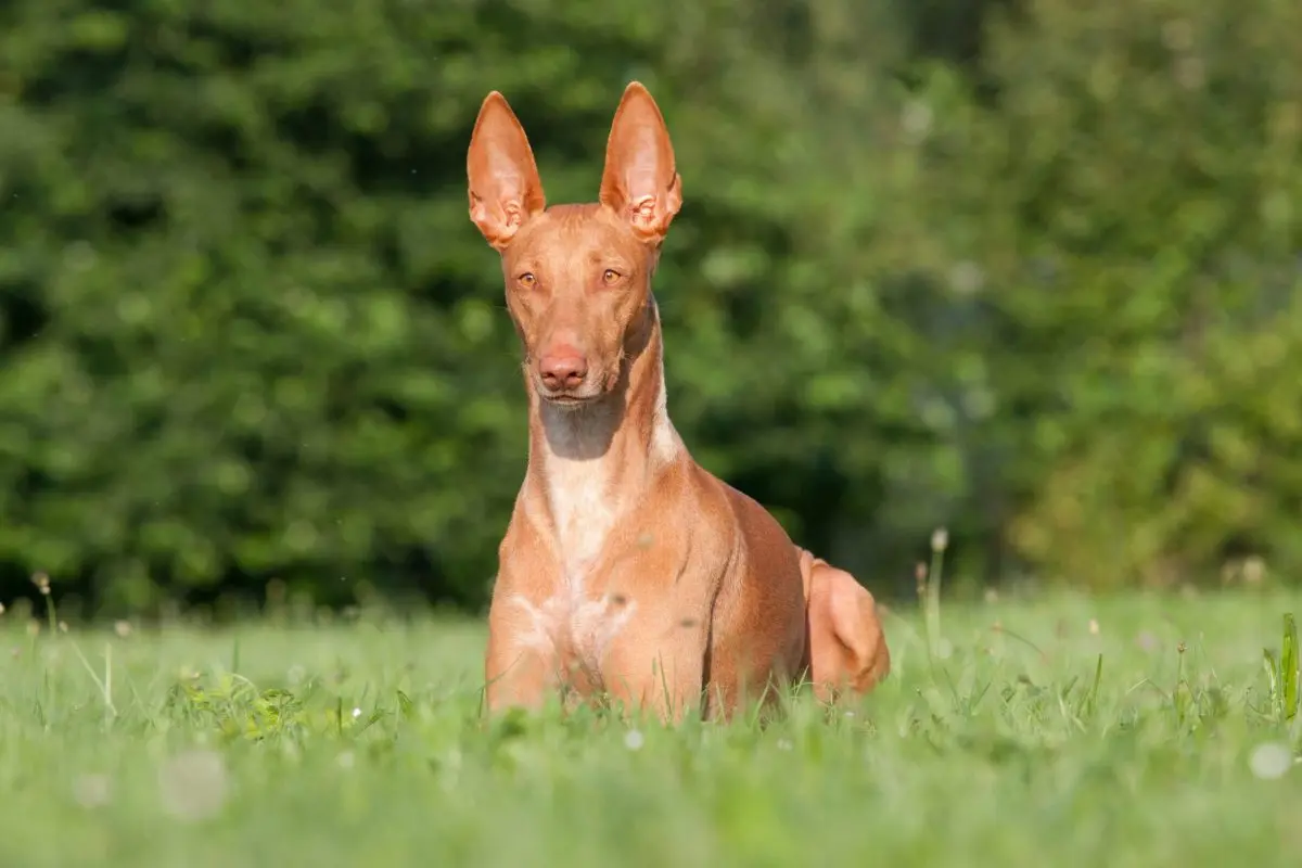 Pharaoh Hound Puppy Essentials Checklist