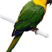 qq