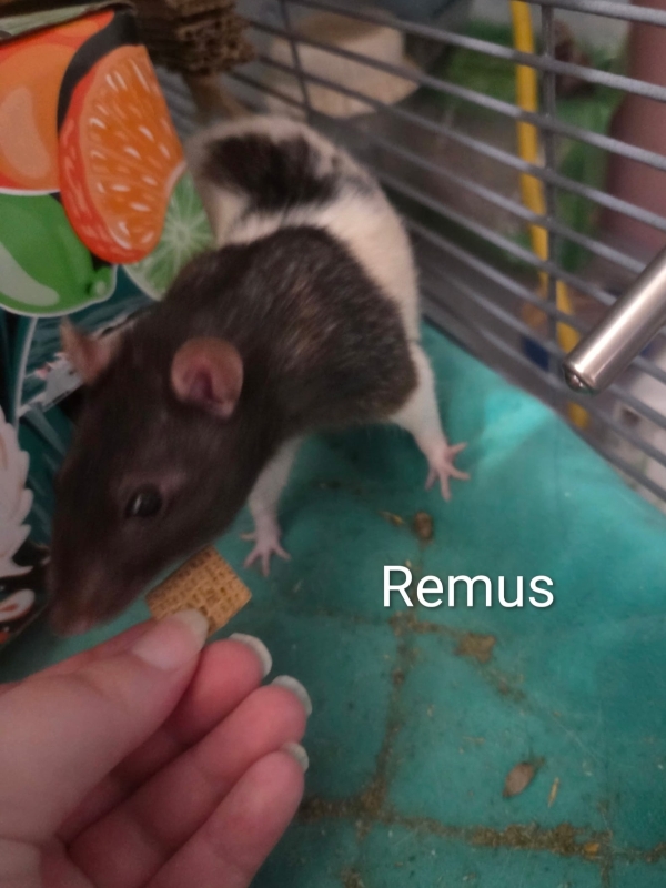 remus