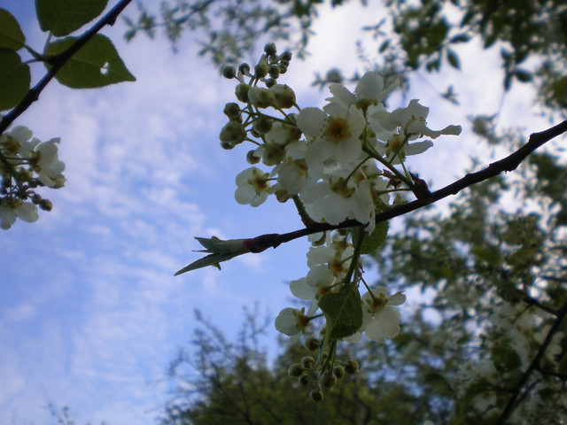 OLYMPUS-DIGITAL-CAMERA