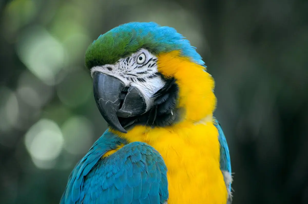 Study Reveals Masturbation is Natural Behavior in Birds Across 120 Species