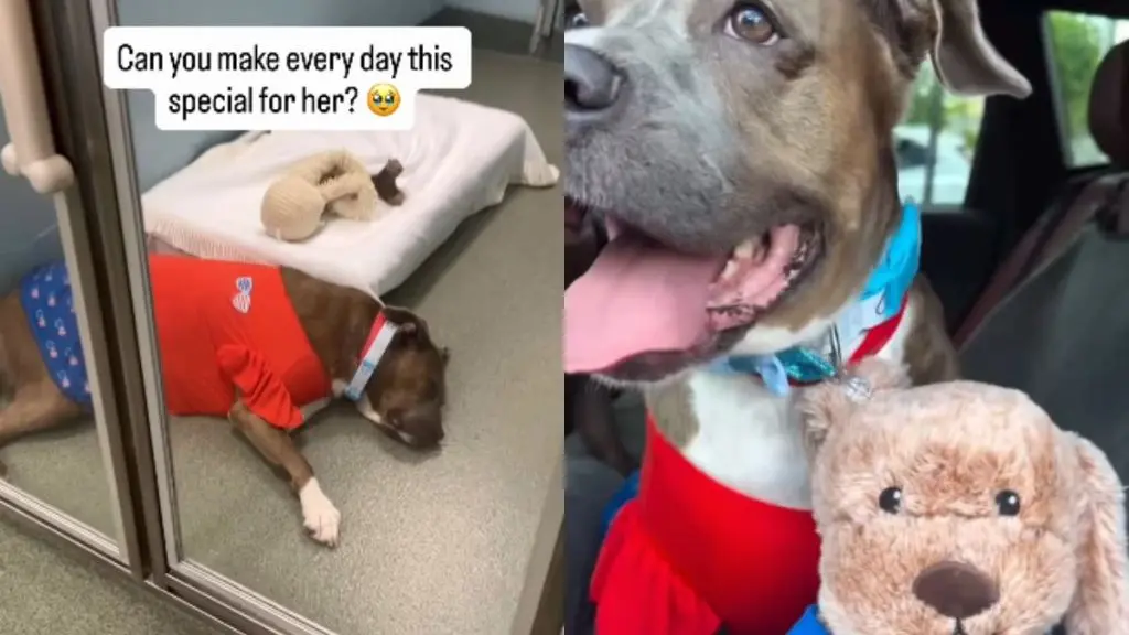 Shelter Dog Finds Joy After Emotional Rescue from Kennel Isolation