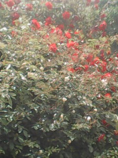 IMG0299A.jpg