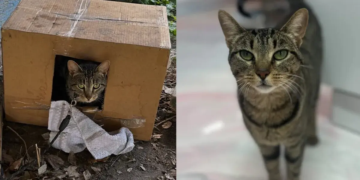 Cat Found Chained Beneath a Porch, Never Looked Back