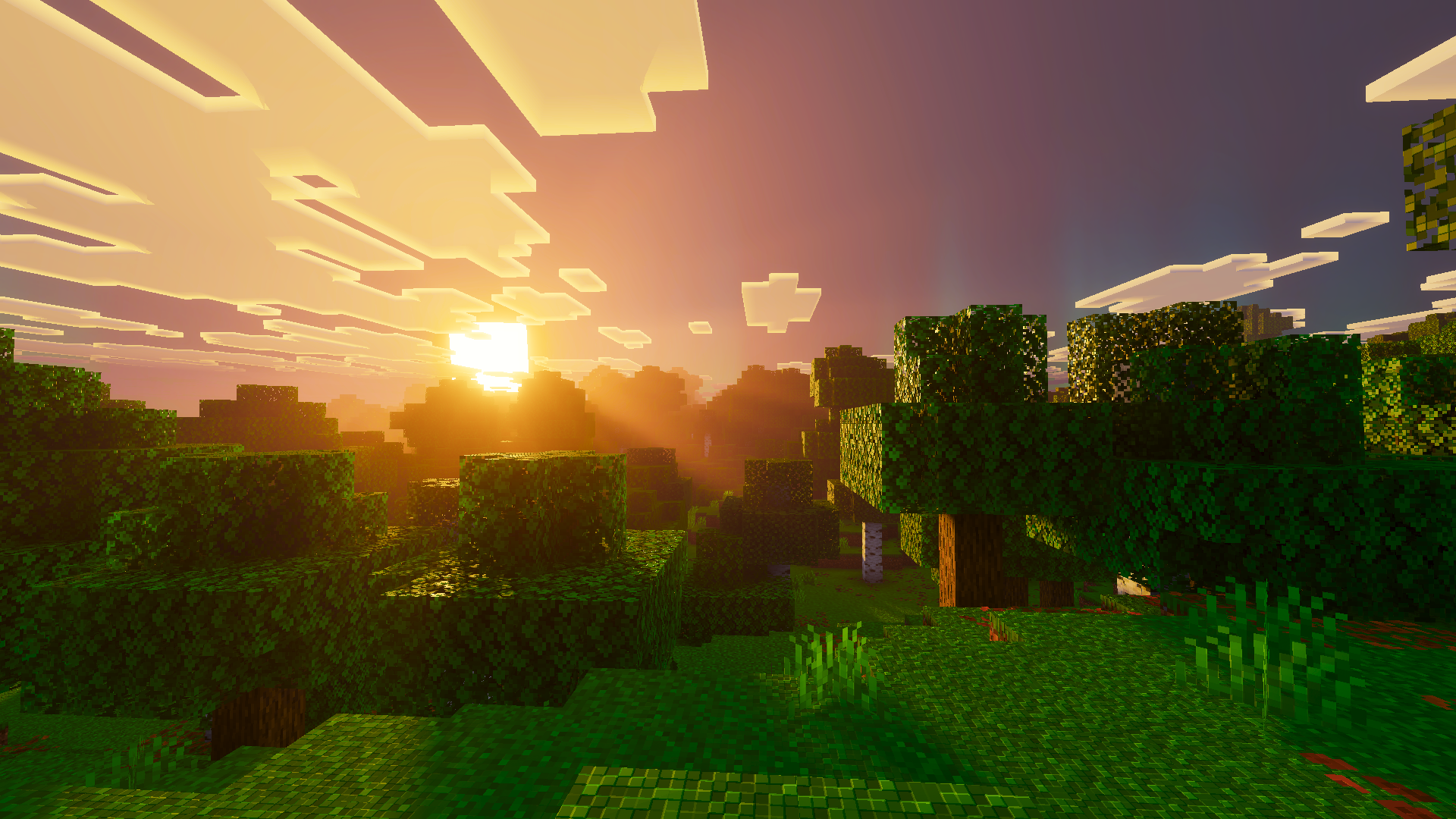 Forest Sunset