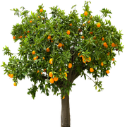 orange-tree-zpswpaveu9s