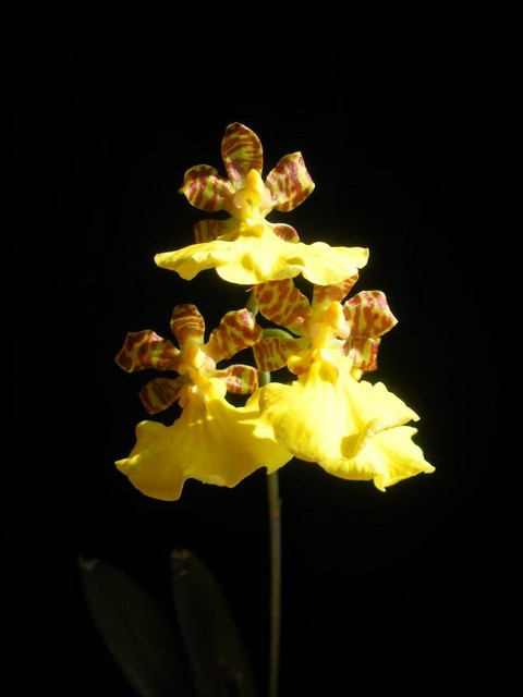 Oncidium-splendidum