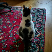 bsh