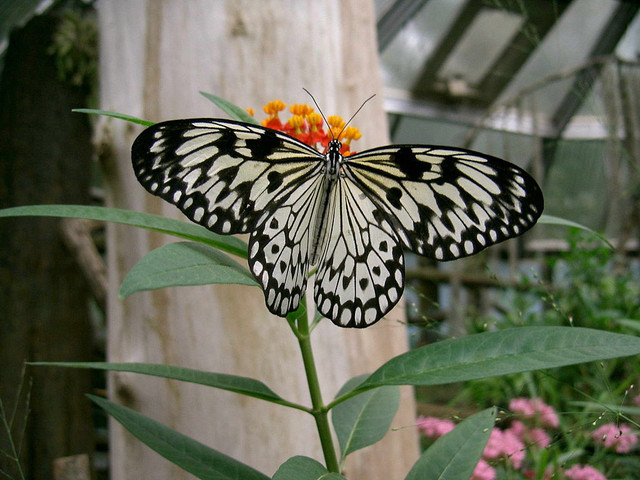 idea-leuconoe3
