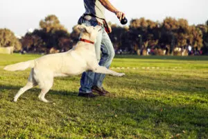 Finding the Right Dog Trainer for You