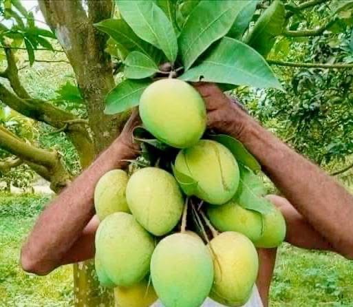 Harivanga Mango (10 kg) 4