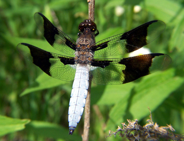 whitetail-dragon