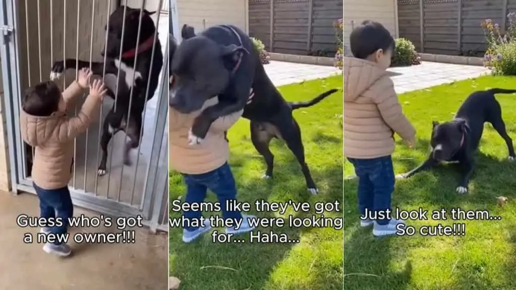 Rescue Dog and Boy Share Instant Connection That Leads to Adoption