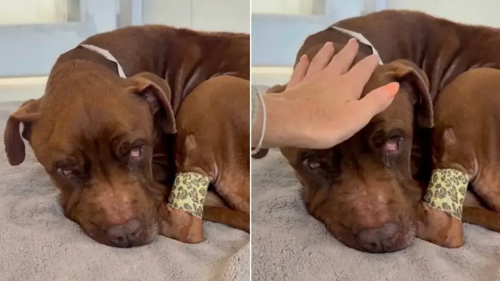 Rescued Dog Rex Finds First Moment of Safety in Caregivers’ Home