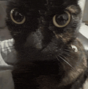 cat car.gif
