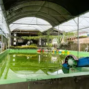 Green View Garden12