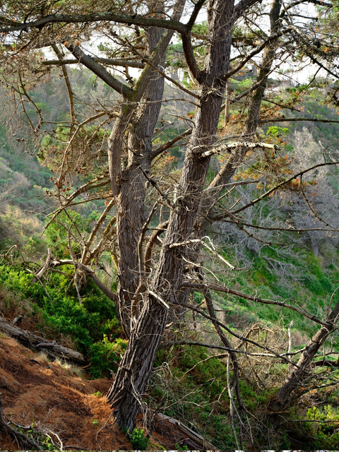DSCF8115a.jpg