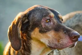 Simple Steps to Relieve Your Dog's Dry Skin