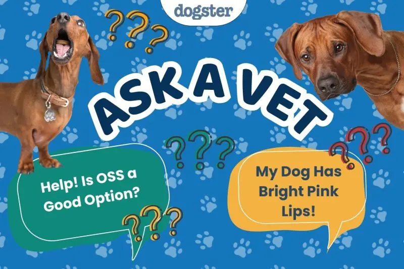 Understanding Ovary-Sparing Surgery for Dogs: Insights from Dr. Paola
