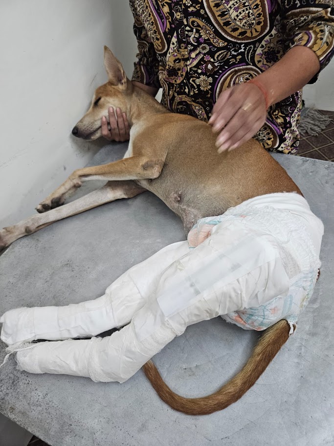 Chai injured — plaster on her legs