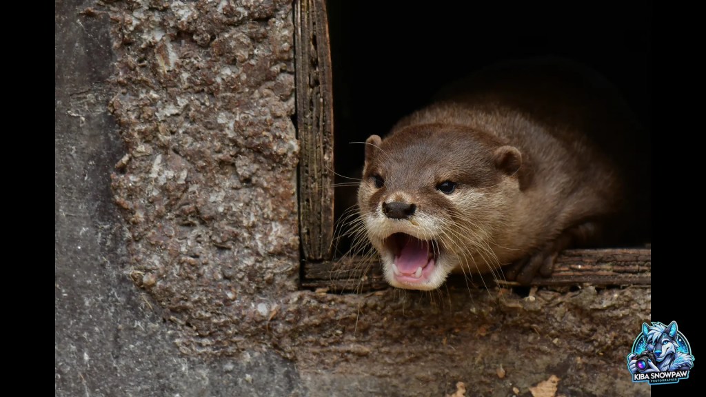An otter at the entrance to a sheltered space.
